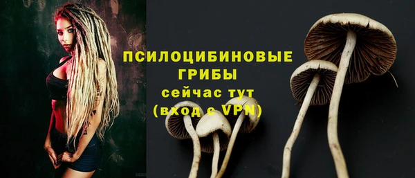 сатива Беломорск
